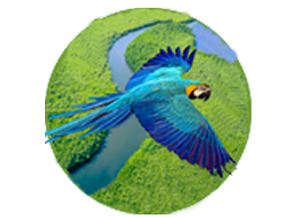 Dia da amazônia